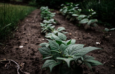 green leaf plane on brown dirt surface thumbnail