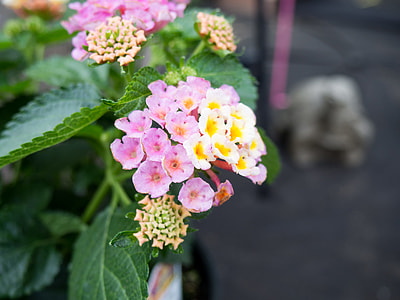 selective focus photography of white-pink-and-yellow lantana flower thumbnail