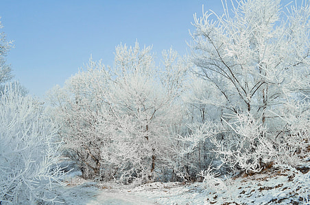 withered trees covered with snow thumbnail