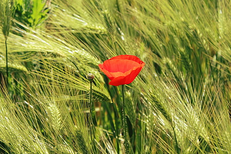 red poppy flower thumbnail