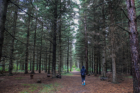 person in black hoodie jacket walking in the middle of green tall trees thumbnail