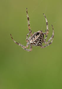 Brown and White Spider Hanging on Its Web thumbnail