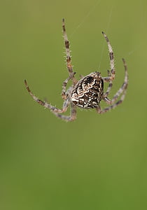 macro photography of brown and beige spider thumbnail