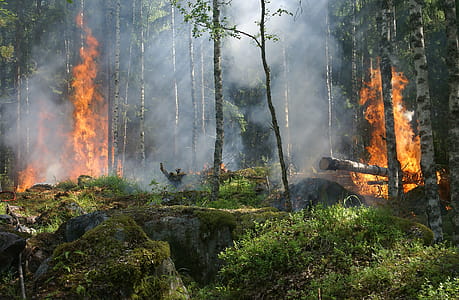 Forest on Fire thumbnail