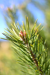 nature, pattern, grass, blur thumbnail