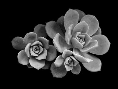 grayscale photography of succulent thumbnail