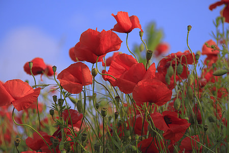 tilt shift lens photography of red flowers during sunset thumbnail