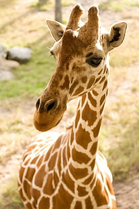 closeup photography of brown and white giraffe thumbnail