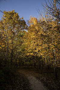 Autumn tree corridor at Pike Lake State Park, Wisconsin thumbnail
