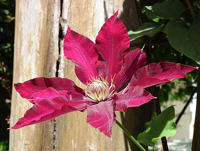purple flower thumbnail