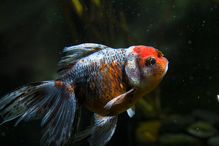 closeup photography of red and gray pet fish thumbnail