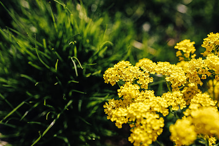 Small yellow flowers thumbnail