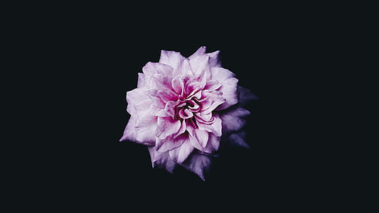 pink petaled flowers thumbnail