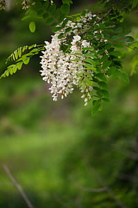 tilt shift lens photography of white flower with leaf thumbnail