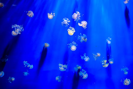 water, blue, blur, underwater thumbnail