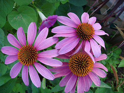 purple daisy flower thumbnail