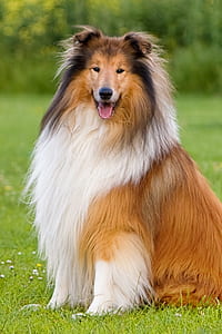 adult tan and white Shetland sheepdog on focus photo thumbnail