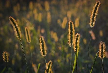 photo of green grasses thumbnail