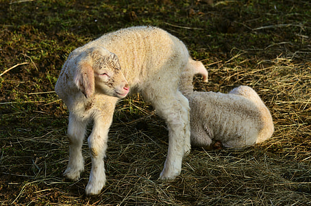 white goat thumbnail