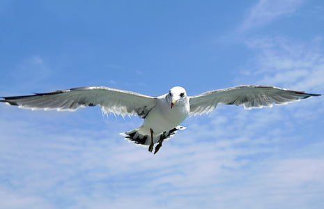 white seagull flying during daytime thumbnail
