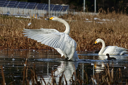two white swans on body of water thumbnail