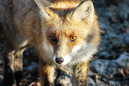 brown fox thumbnail