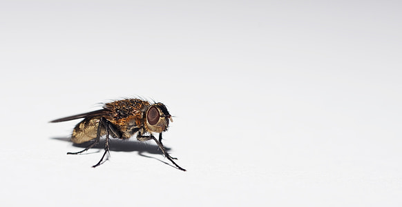 bottle fly macro photography thumbnail