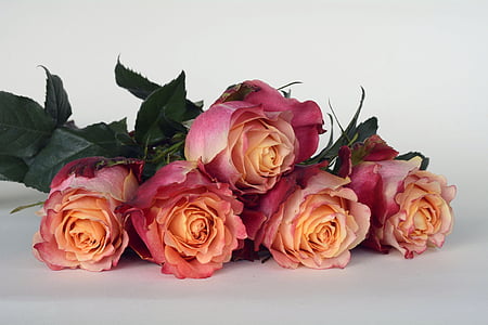 pink and yellow roses on white background thumbnail