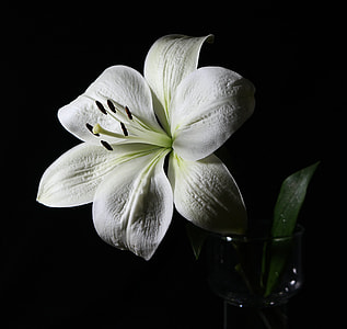 white lily flower with black background thumbnail