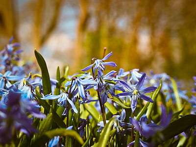 purple flowers thumbnail