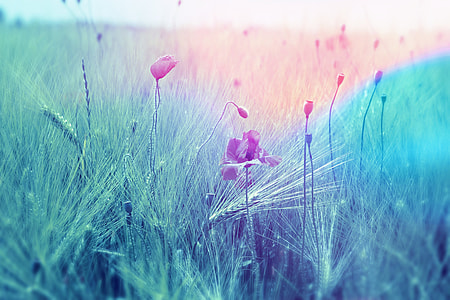 pink flowers surrounded by green grass thumbnail