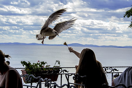 woman trying to feed a bird using fork thumbnail