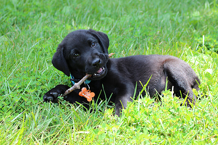 short-coated black puppy biting tree branch thumbnail