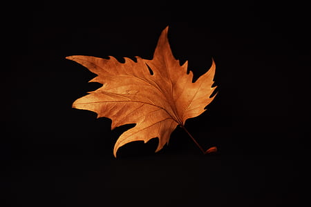 brown maple leaf with black background photo thumbnail