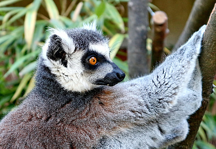white and gray lemur thumbnail
