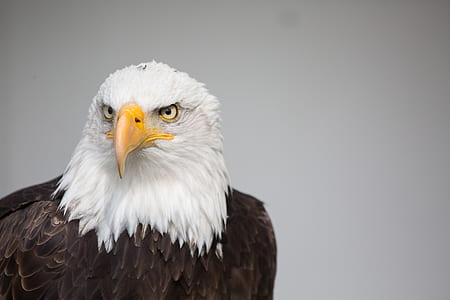 bald eagle thumbnail