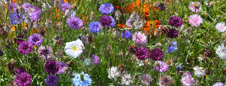 assorted-color petaled flowers thumbnail