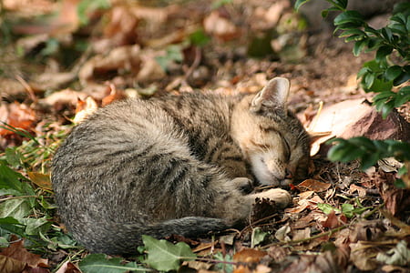 brown tabby cat lying on dried leaves thumbnail