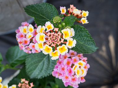 pink and yellow petaled flowers thumbnail