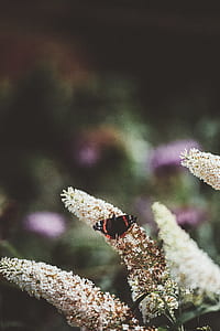 black, red, and white butterfly perched on white petaled flowers thumbnail
