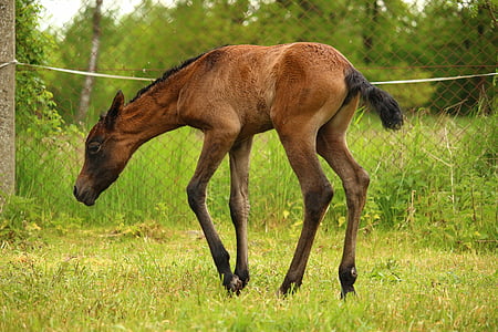 brown foal thumbnail