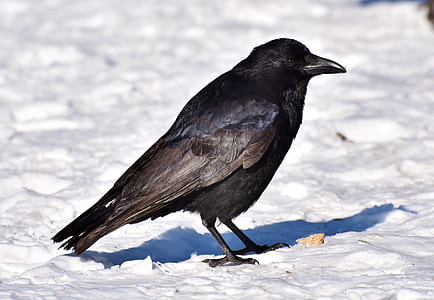 closeup photo of black bird thumbnail