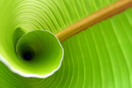 green banana leaf thumbnail