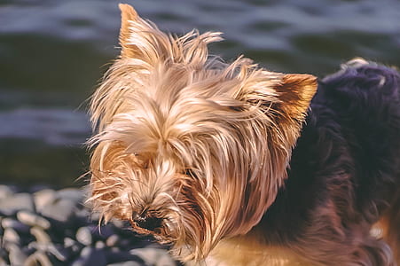 short-coated brown and black dog on body of water thumbnail