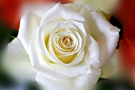 white rose flower thumbnail
