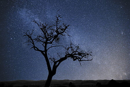 silhouette of bare tree on field thumbnail