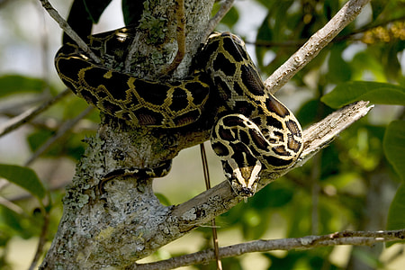 brown ball python on branch thumbnail