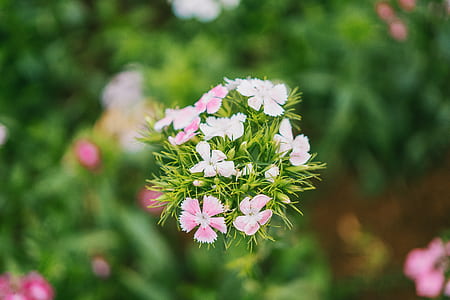 Focus Photography of White and Pink Flowers thumbnail
