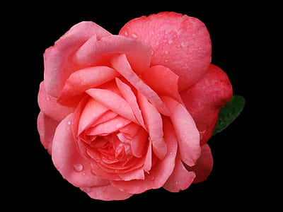 macro photography of pink rose thumbnail