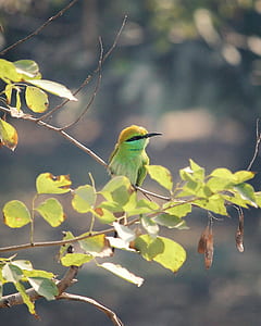 green bird on tree thumbnail